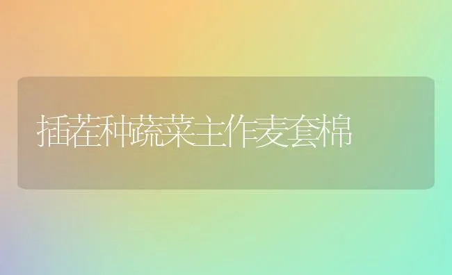 插茬种蔬菜主作麦套棉 | 蔬菜种植