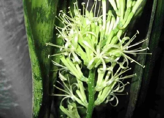 植物百科|虎皮令箭开花吗 开花什么样子