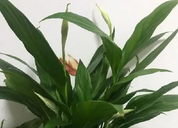植物浇水|一帆风顺多久浇一次水