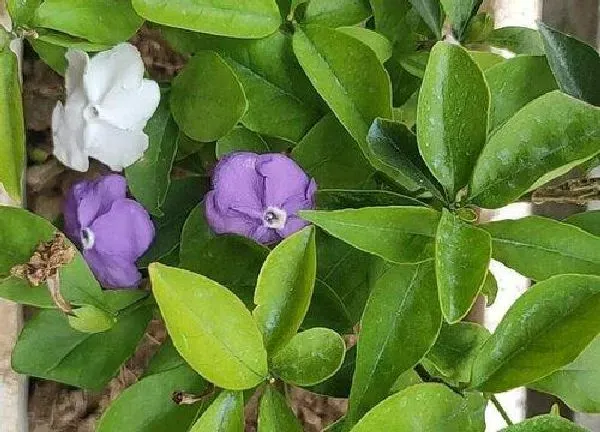 植物浇水|双色茉莉可以浇醋吗 浇醋的正确方法