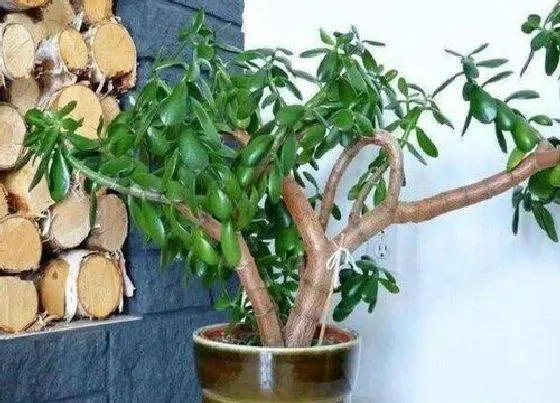 植物百科|玉树能不能晒太阳