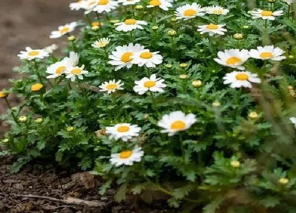 植物浇水|小雏菊冬天怎么浇水