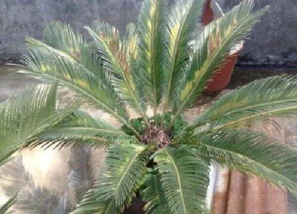 植物发芽|铁树什么时候发芽长叶