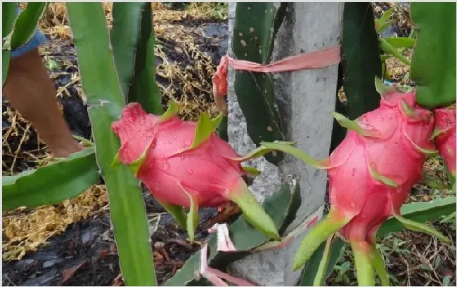 火龙果种植技术 如何才能种好火龙果？ | 自然知识