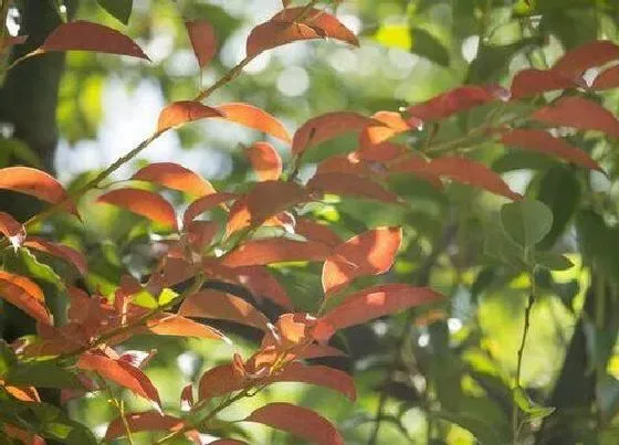 开花时间|香樟树什么时候开花 开花季节在几月