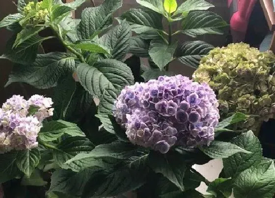 植物繁殖|绣球花怎么繁殖方法和注意事项