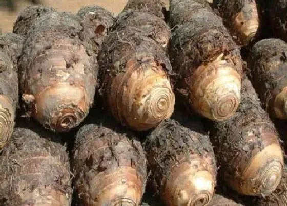 果实之最|什么品种的芋头最糯好吃 哪个品种芋头口感好