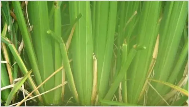 茭白变雄原因及防治方法 | 种植技术