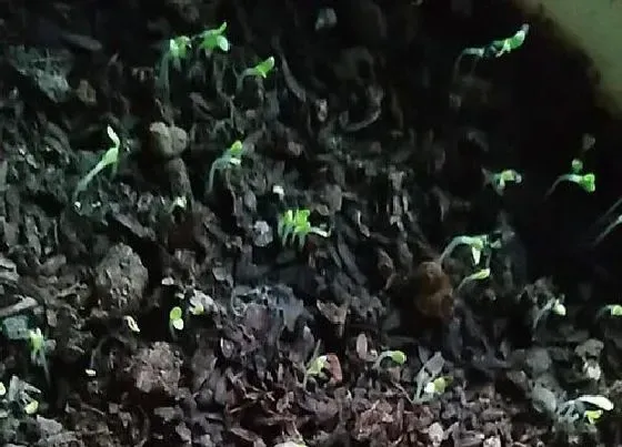 植物文学|康乃馨的生长过程