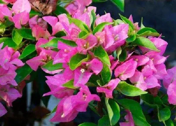 养殖科普|菲菲娜三角梅勤花吗 值得拥有吗