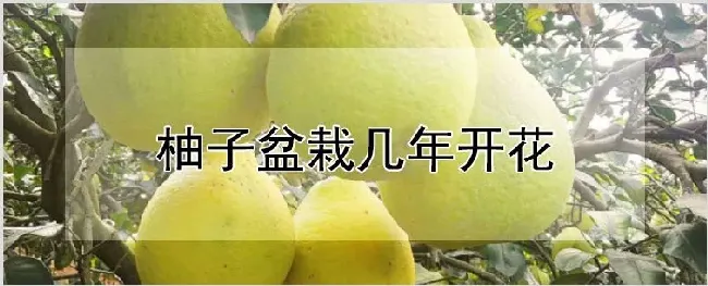 柚子盆栽几年开花 | 养殖技术