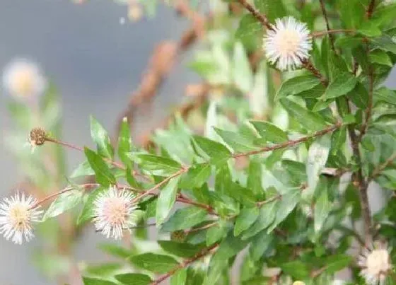 冬天植物|水杨梅耐寒吗（水杨梅冬天能耐的温度及过冬方法）