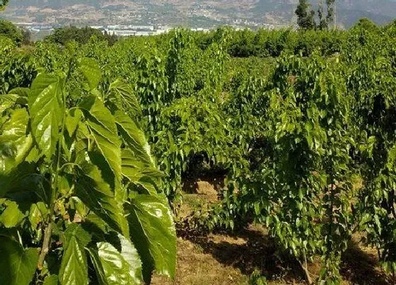 种植位置|桑葚可以种在家门口吗