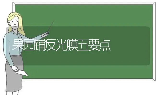 果园铺反光膜五要点 | 瓜果种植