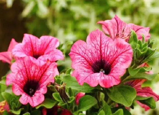 开花时间|矮牵牛四季开花吗