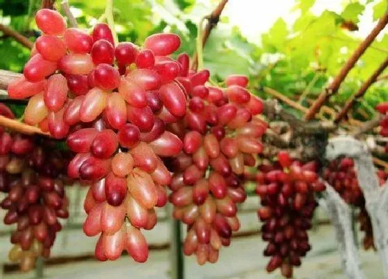 植物百科|跟提子长得很像的水果叫什么