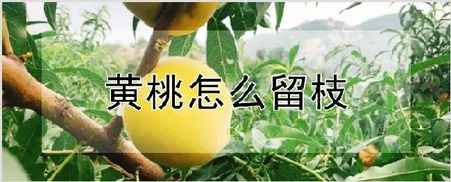 黄桃怎么留枝 | 耕种资料