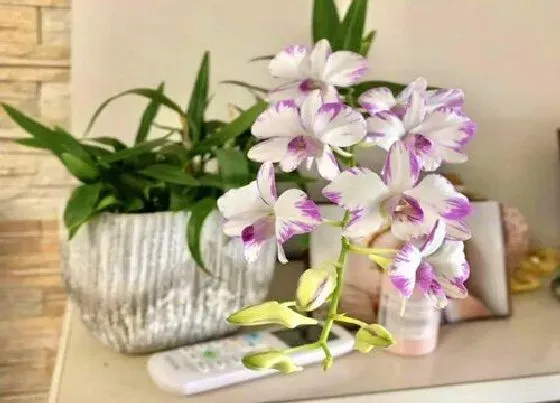 植物百科|开白色花的植物有哪些（常见开白色花的植物图片及名称）