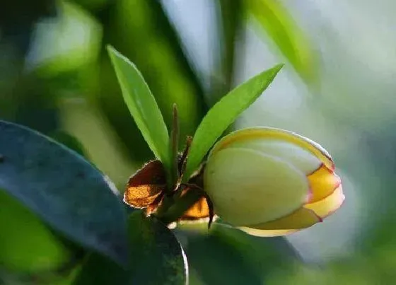 开花时间|含笑花一年开几次花
