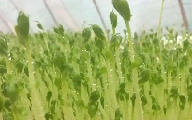 芽苗菜种植技术 芽苗菜的种植方法是什么？ | 农业科普