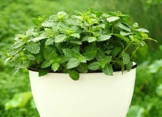 植物种类|薄荷和吸毒草是一种植物吗