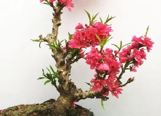 花语|桃花的花语是什么