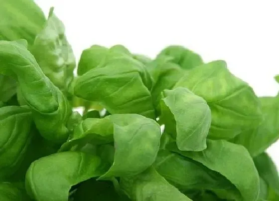 植物种类|冰草和穿心莲是一种植物吗