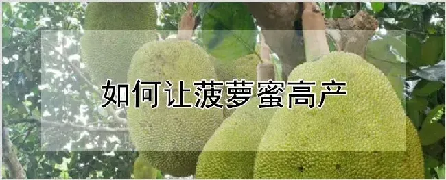 如何让菠萝蜜高产 | 种植技术