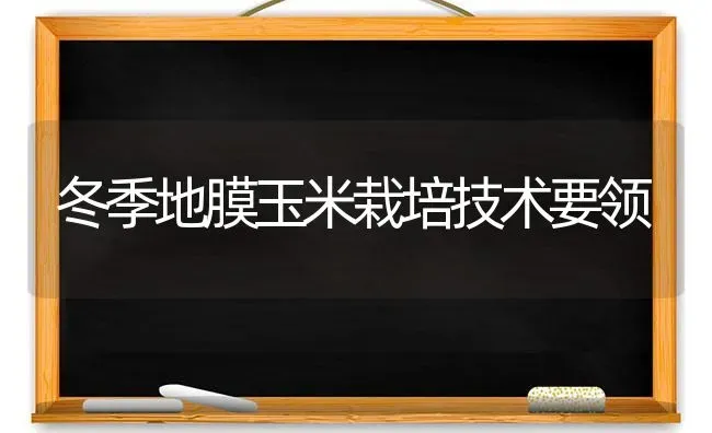 冬季地膜玉米栽培技术要领 | 粮油作物种植