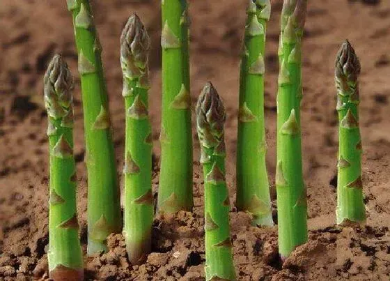 植物施肥|芦笋底肥用什么肥料好 底肥施用要点