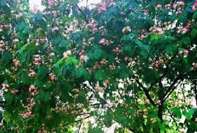 植物百科|四川宜宾发生4.8级地震 能预测地震的植物感知了