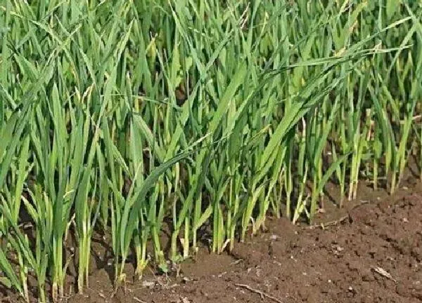 植物浇水|蒜苗几天浇一次水 春夏秋冬各不同