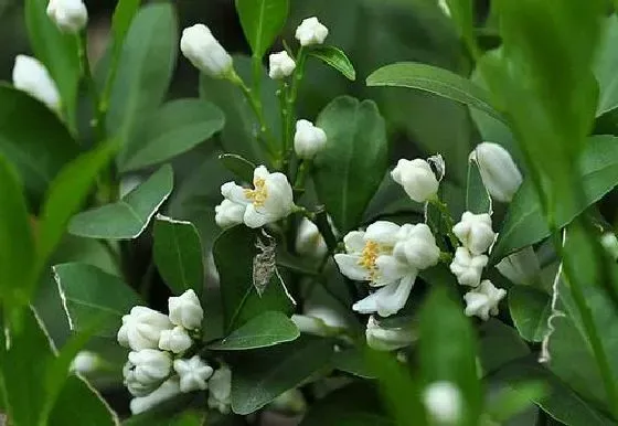 果实科普|金桔几月开花结果 什么时候开花结果