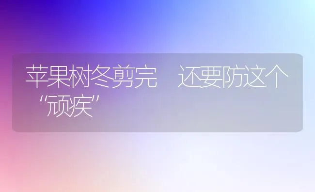 苹果树冬剪完 还要防这个“顽疾” | 瓜果种植