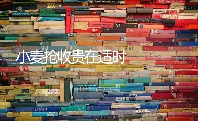 小麦抢收贵在适时 | 粮油作物种植
