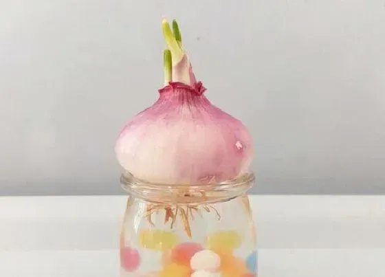 食用须知|降糖的蔬菜有哪些（什么菜控制血糖效果最好）