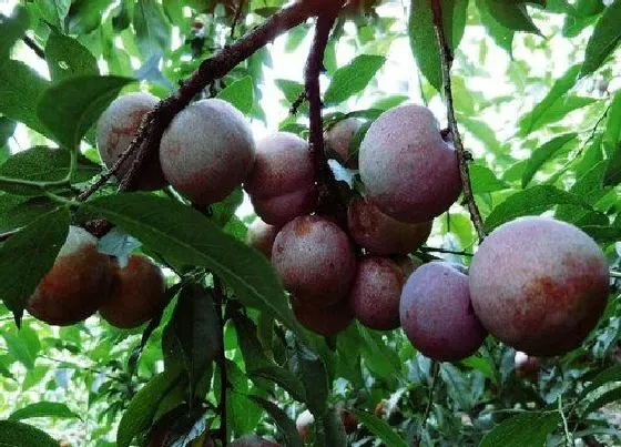 植物施肥|脆红李用什么肥料最好