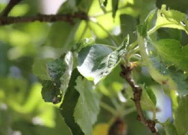 植物扦插|苹果树可以扦插吗