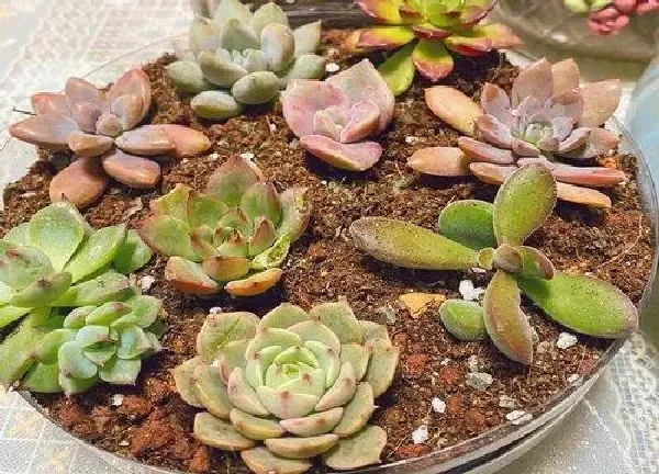植物移栽|多肉什么时候换盆好