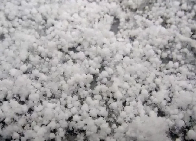 冬天植物|赤道附近的喀麦隆下雪了 非洲下雪实属罕见