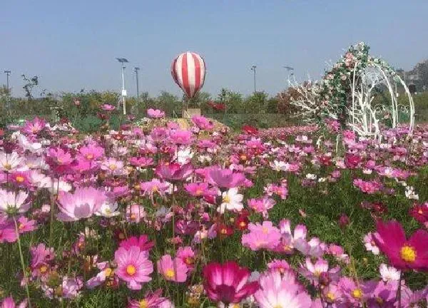 植物浇水|格桑花多久浇一次水