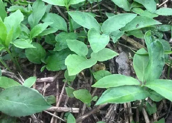 植物百科|半夏开花吗 开花什么样子