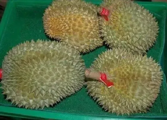 植物产地|榴莲是哪里的特产