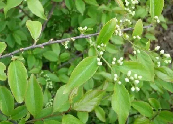 植物泡水|白芷可以泡水喝吗