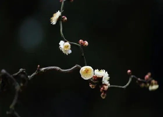 植物修剪|龙游梅怎么修剪方法