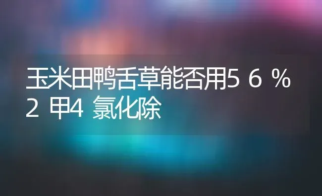 玉米田鸭舌草能否用56%2甲4氯化除 | 粮油作物种植