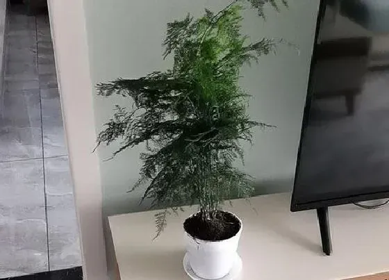 习性特点|文竹开花是什么样子的 开花意味着什么意思
