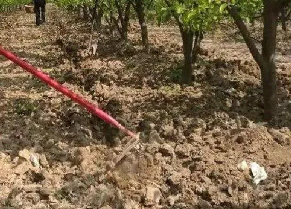 植物移栽|果树秋天能移栽吗 秋季是移栽果树的最佳时间