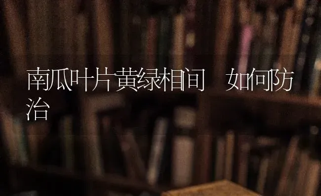 南瓜叶片黄绿相间 如何防治 | 蔬菜种植