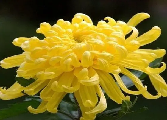 植物寓意|黃色菊花花语代表什么意思